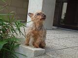 VIEUX CHIENS 025